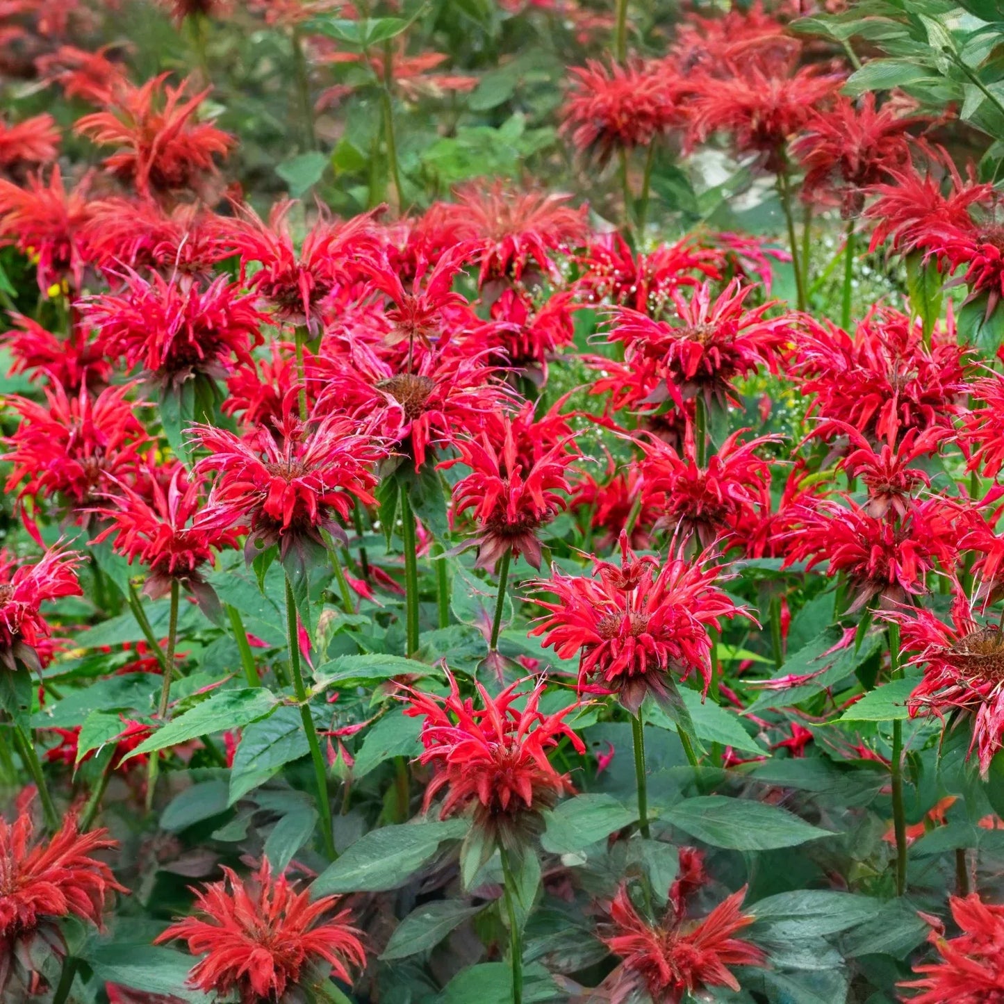 3 Live Cherry Red Monarda Bee Balm Plants | Vibrant Perennial Flowers | Butterfly & Pollinator Favorite | Sun-Loving Bergamot Starter