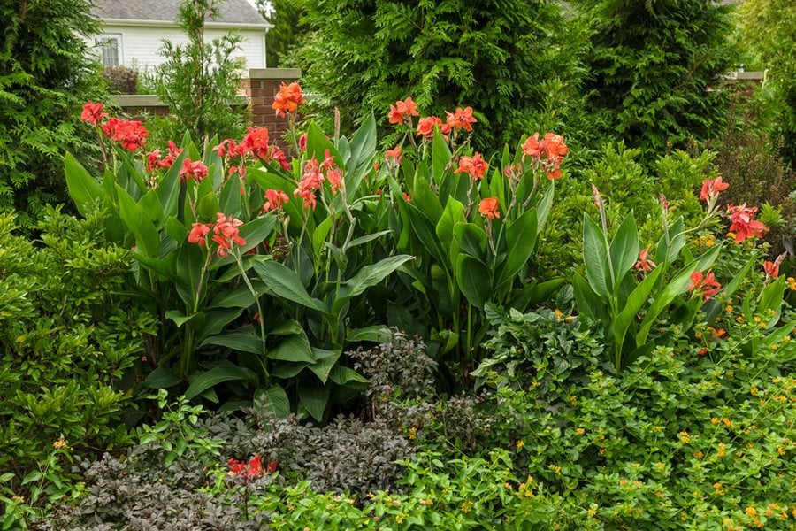 Canna Lily Orange Wyoming | 1 Live Bulb | Tall Flowering Plant with Purple Burgundy Leaves | Tropical, Fast-Growing, Perennial
