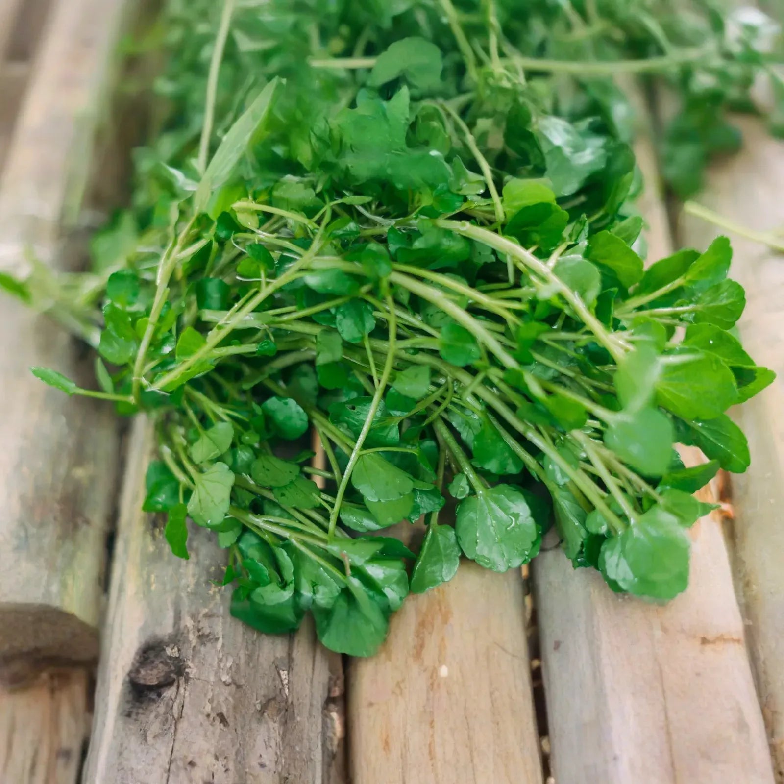 10 Fresh Watercress Cuttings with Roots – Live Vegetable – Ready to Plant – Fast Growing & Nutrient-Rich