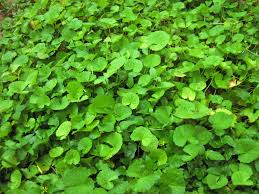 Pennywort 15 Live Plants, Bare Root, Centella asiatica, Easy to Grow Aquatic Herb