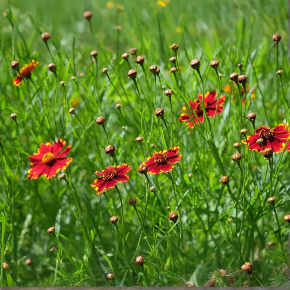 500 Seeds Coreopsis ‘Plains Tall Red’ – Coreopsis tinctoria – Non-GMO Heirloom Wildflower – Pollinator Favorite, Easy to Grow