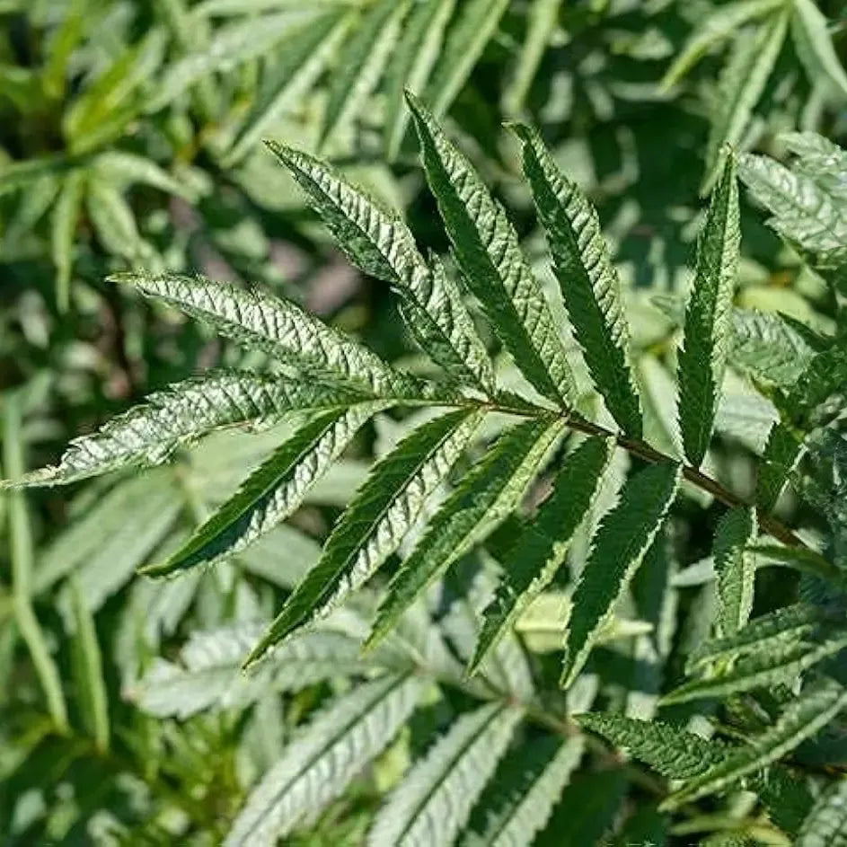 100 Black Mint Huacatay Seeds for Planting - Peruvian Herb, Tagetes minuta, Aromatic Herb for Cooking, Easy to Grow