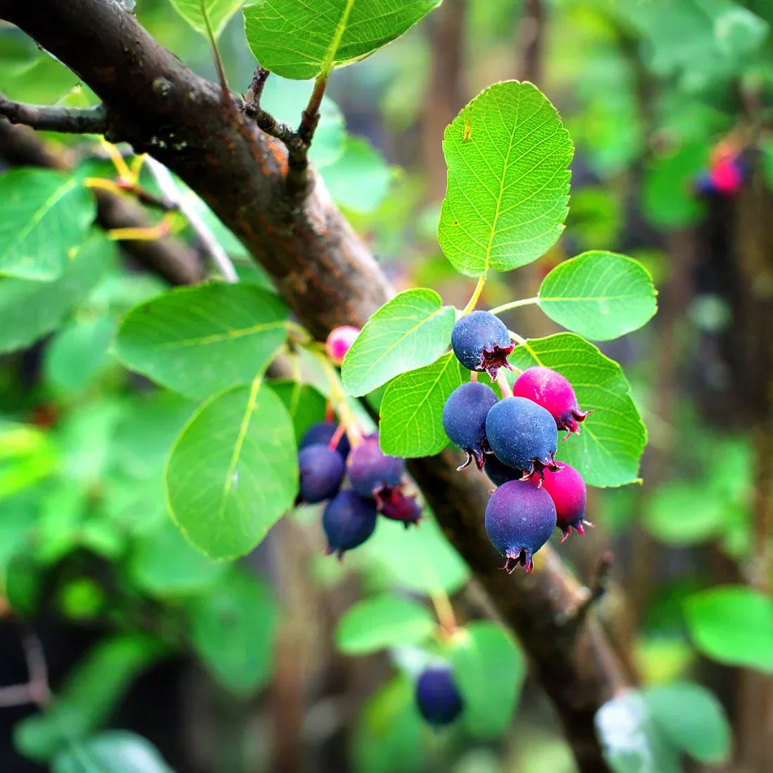 1 Saskatoon Serviceberry Tree 1-2 ft tall - Amelanchier alnifolia, Bare Root Plants, Disease Resistant, Hardy Zones 2-9