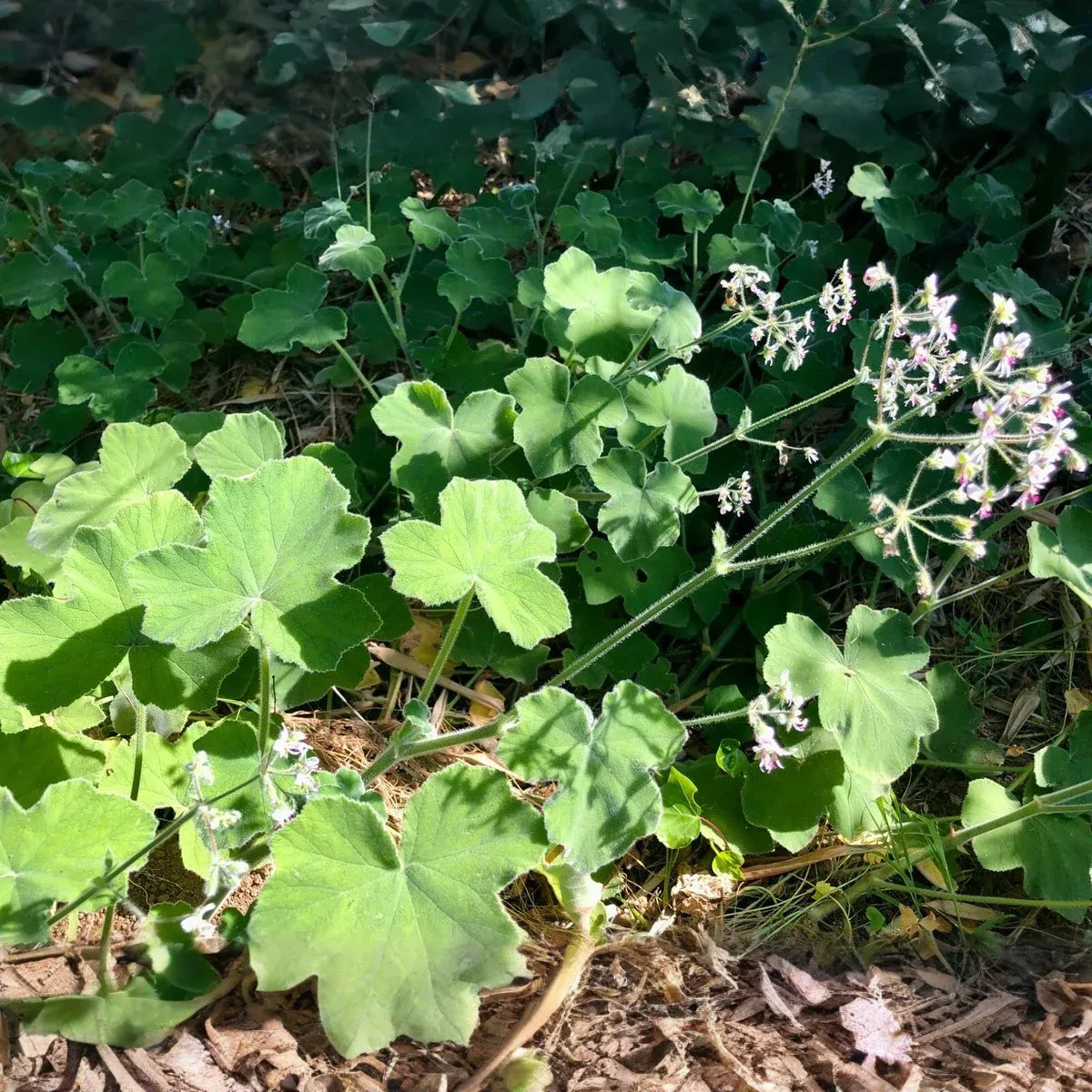 3 Rare Fuzzy Mint Scented Pelargonium Geranium Unrooted Cuttings 6" - Unique, Fragrant, Perfect for Planting & Propagation