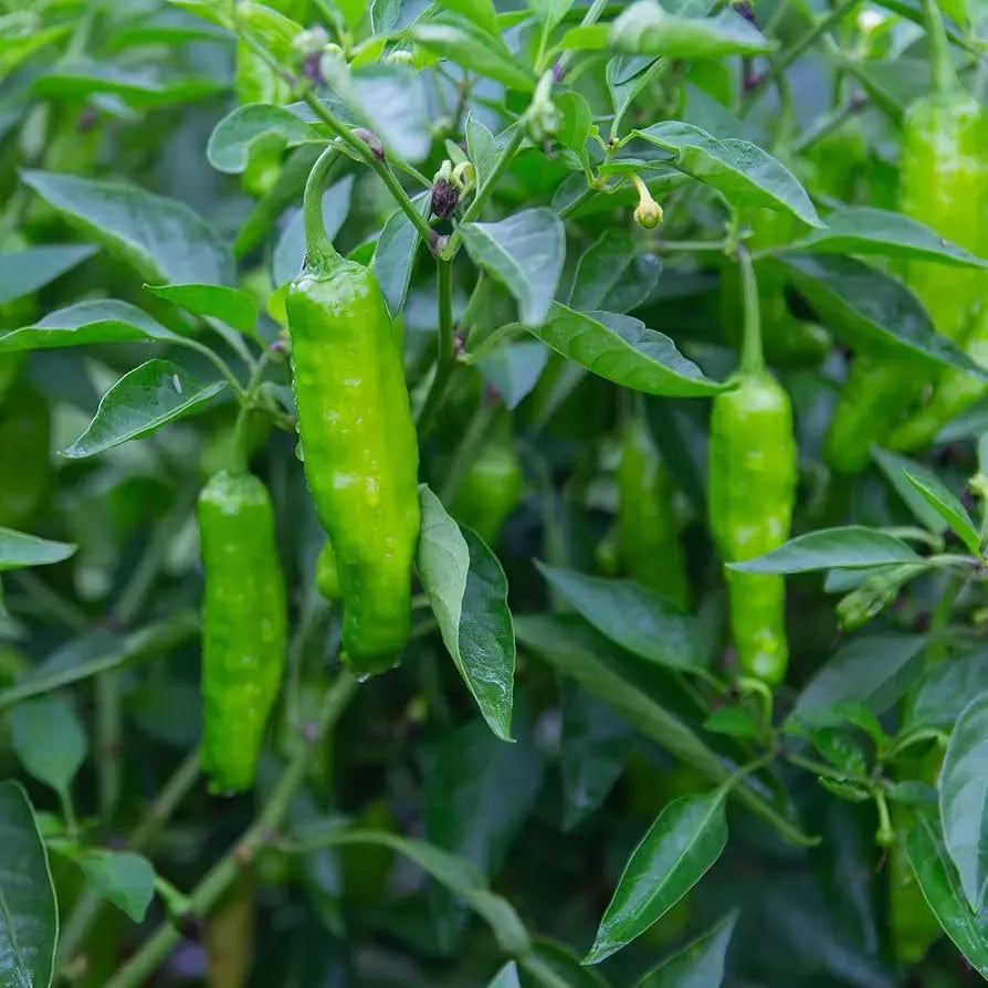 20 Shishito Pepper Seeds – Mild & Sweet – Heirloom, Non-GMO, Easy to Grow