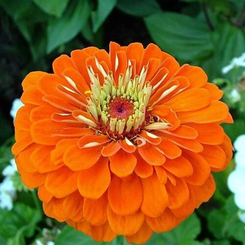 Orange King Zinnia (Zinnia elegans) Seeds – Vibrant Orange Blooms for Summer Gardens