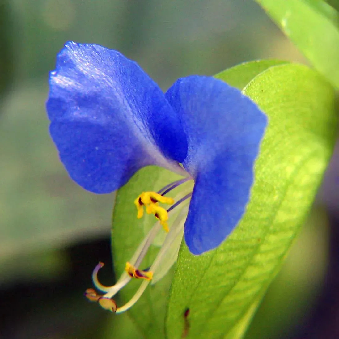 15 Spiderwort Day Lily Cuttings - Wandering Jew Blue - Fresh Cutting, Easy to Care Houseplant