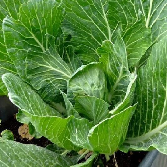 Collard Vates Seeds – 1g for Planting, Heirloom Variety, Tender & Nutritious, Cold Hardy, High Yield, Garden Container