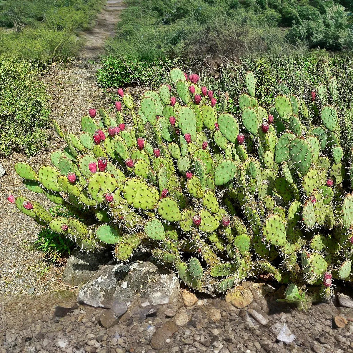 1 Prickly Pear Cactus Plant (Opuntia) Unrooted Cuttings, Edible Fruit, Orange, Pink & Yellow Blooms, Hardy Desert Plant, for Gardens