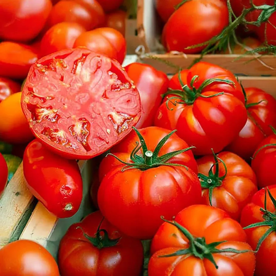 30 Beefsteak Tomato Seeds – Solanum lycopersicum – Large, Juicy & Meaty, Perfect for Slicing