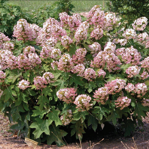 Munchkin Dwarf Oakleaf Hydrangea Live Starter Plant 6-12 Inch Tall | Compact Shrub | White to Pink Blooms | USDA Zones 5-9