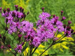 500mg Vernonia Noveboracensis Seeds, New York Ironweed, Tall Native Wildflower for Pollinators