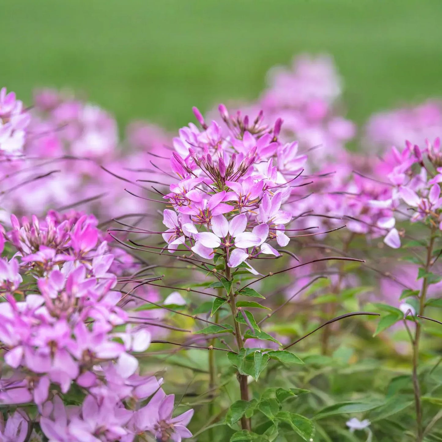 300 Cleome Spider Flower Seeds – White, Pink, Purple Wildflower | (Cleome hassleriana) Bee-Friendly Bush, Fast-Growing Garden Plant