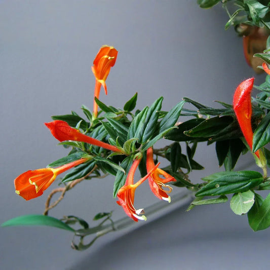 Columnea Broget Stavanger | Goldfish Plant | Lipstick Plant | Red Flowers | 2-Inch Potted Starter Plant