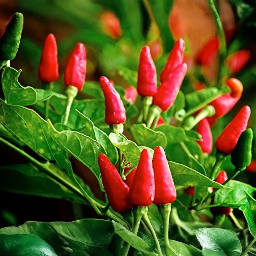 30 Seeds Tabasco Pepper (Capsicum frutescens) - Hot Pepper for Spicy Sauces, Garden or Patio Pepper Plant