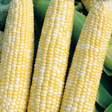 Peaches & Cream Corn - Zea Mays - Sweet Bicolor Corn for Home Gardens