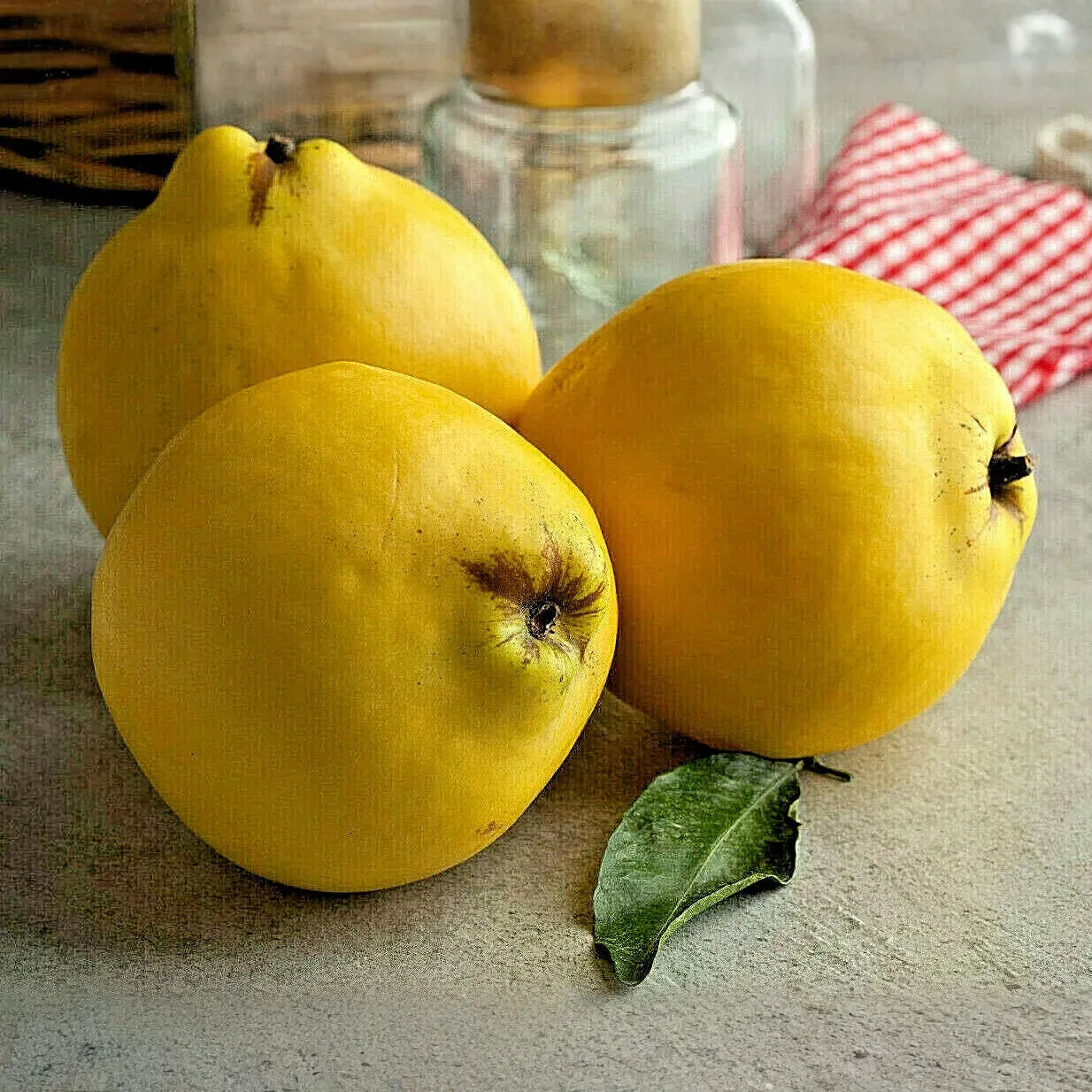 20 Common Quince Fruit Tree Seeds (Cydonia oblonga), Sweet Edible Fruits, Hardy Tree, Backyard Orchard, Garden Starter, Homegrown