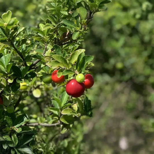 Acerola Starter Plant Seedling (Malpighia emarginata) - Live Fruit Tree 2′-3′ Tall - Guarani, Barbados, West Indian Cherry for Garden