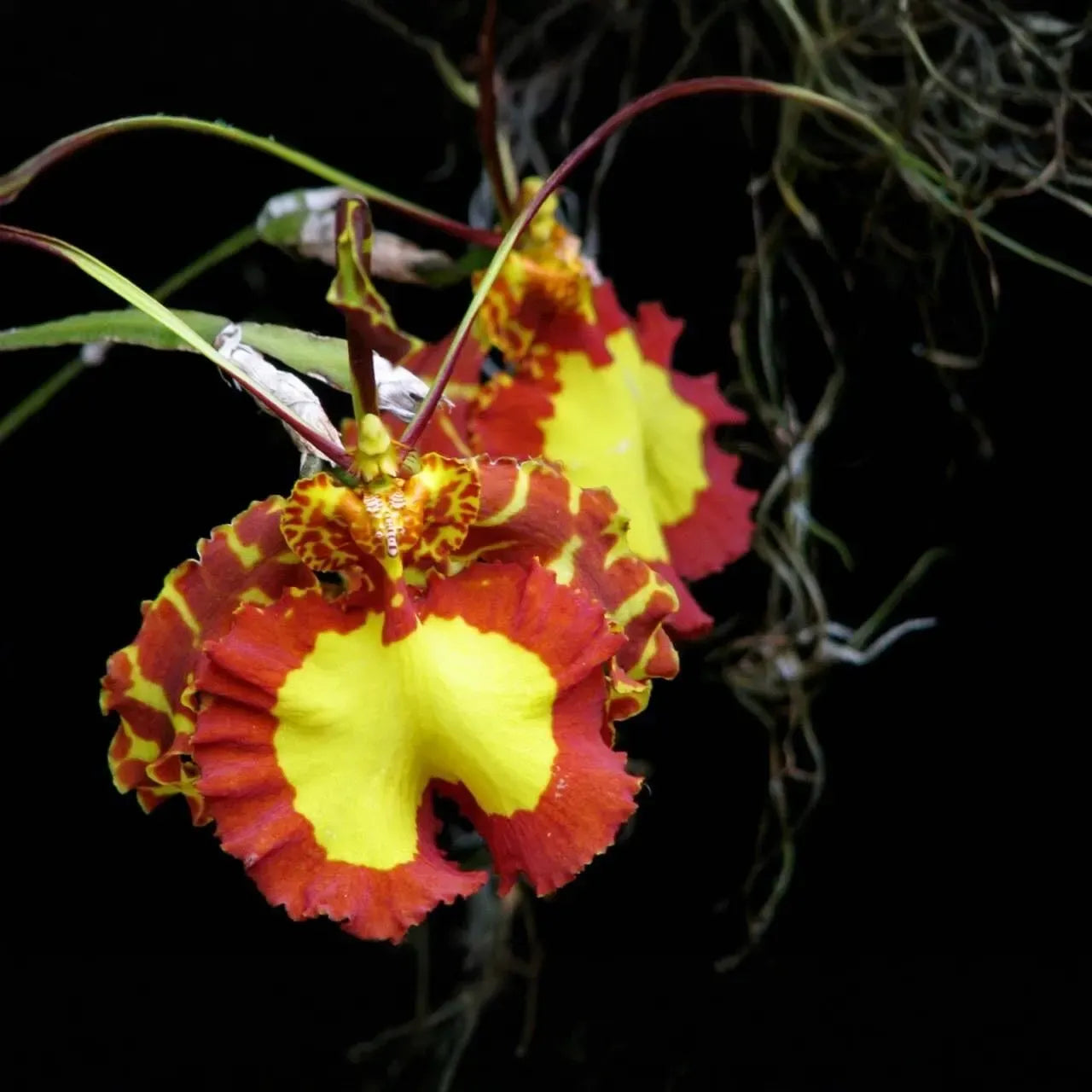 Psychopsis Mendenhall 'Hildos' FCC/AOS Orchid | Red/Yellow Cattleya | 2" Pot Live Orchid | Tropical Indoor/Outdoor Plant