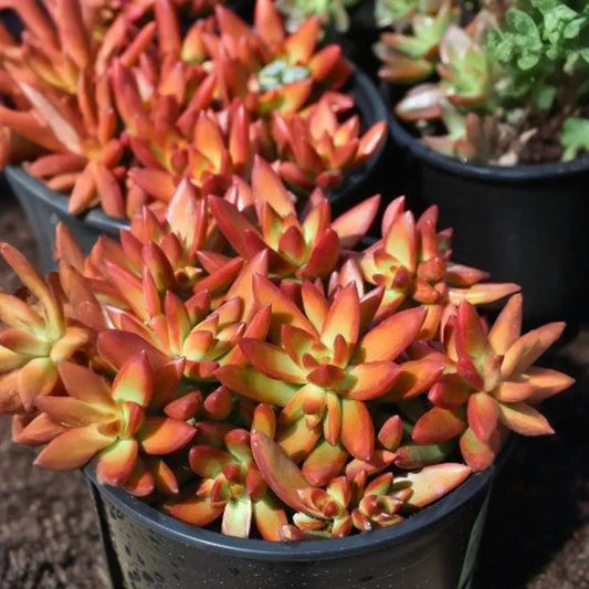 Sedum Adolphi Firestorm - 5 Live Cuttings, Yellow-Red Rosettes, Perfect for Succulent Gardens, USDA Zones 9-11