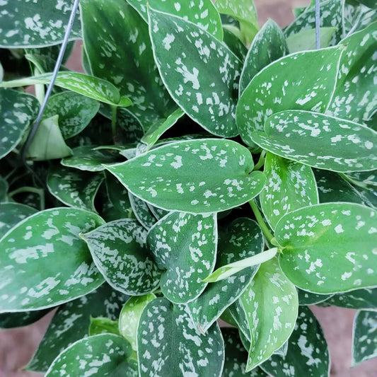 1 Scindapsus Argyraeus - Silver Pothos Live Plant in 4" Pot - Low-Light Indoor Houseplant, Trailing Vine