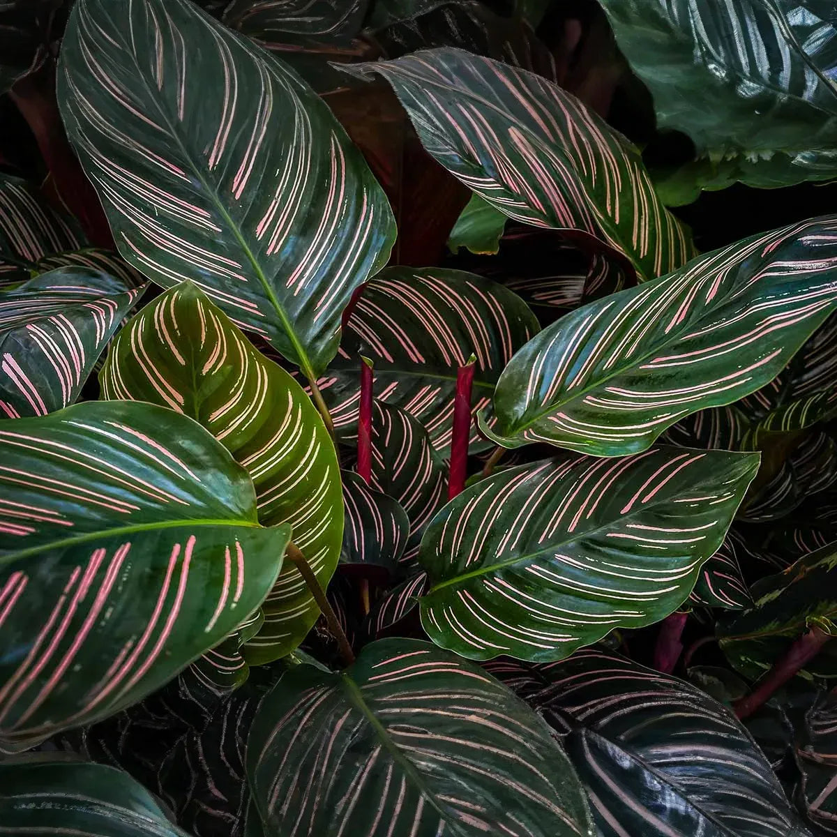 Calathea Ornata Starter Plant | Pinstripe Plant | Live Peacock Plant | Zebra Plant | Indoor Tropical Plant | USA Grown