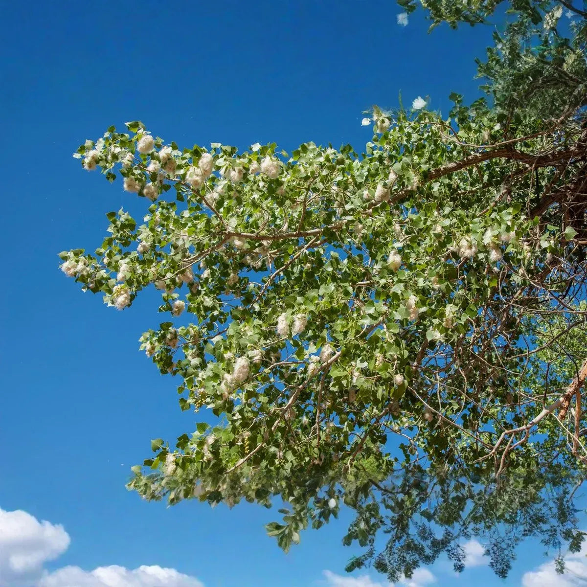 1 Live Plant Bare Root Cottonwood Tree 1-2 Feet, Populus deltoides, Super Fast-Growing Shade Tree