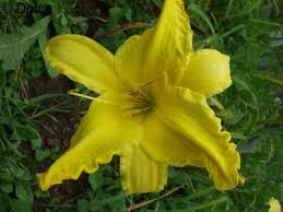 Hemerocallis ‘Flying Saucer’ Daylily | 1 Live Root | Yellow Perennial Flower