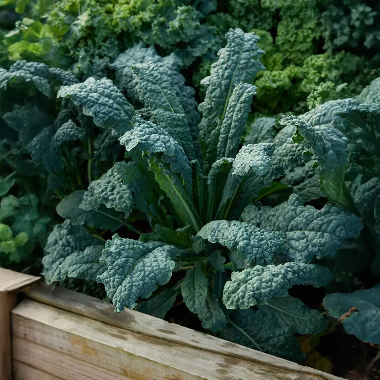1,000 Lacinato Kale Seeds – Non-GMO Heirloom, Dinosaur Kale, Cold Hardy,