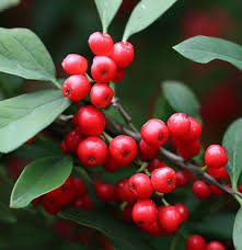 Mountain Holly Seeds – Ilex montana – 500mg for Planting, Native Deciduous Shrub, Red Berry Display, Wildlife Friendly, Shade Tolerant