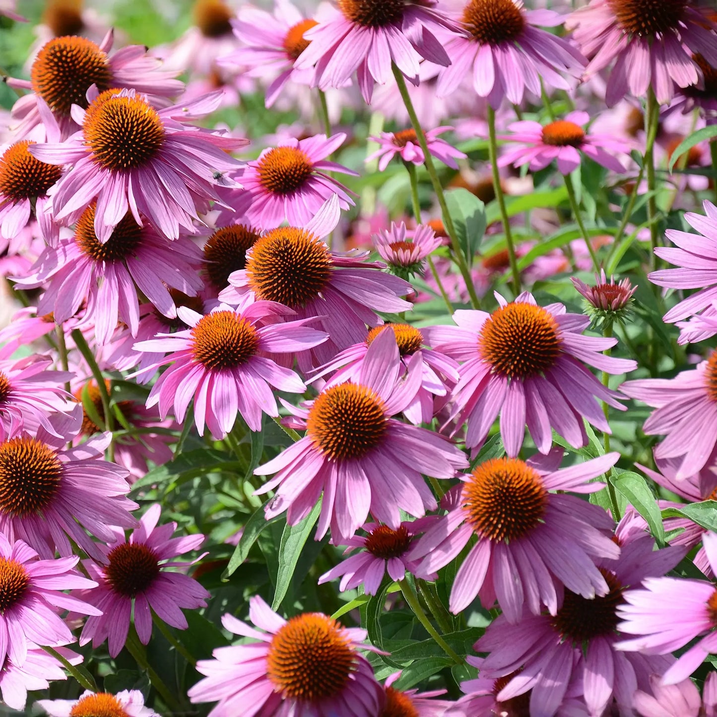 2000 Seeds Purple Coneflower, Echinacea Purpurea, Perennial Pollinator Flowe