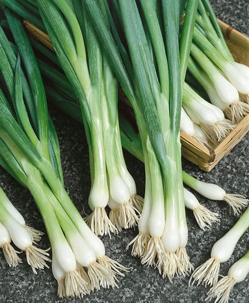 White Lisbon Bunching Onion Seeds – 250mg for Planting, Heirloom Variety, Mild Flavor, Fast Growing, Great for Salads, Garden & Containers