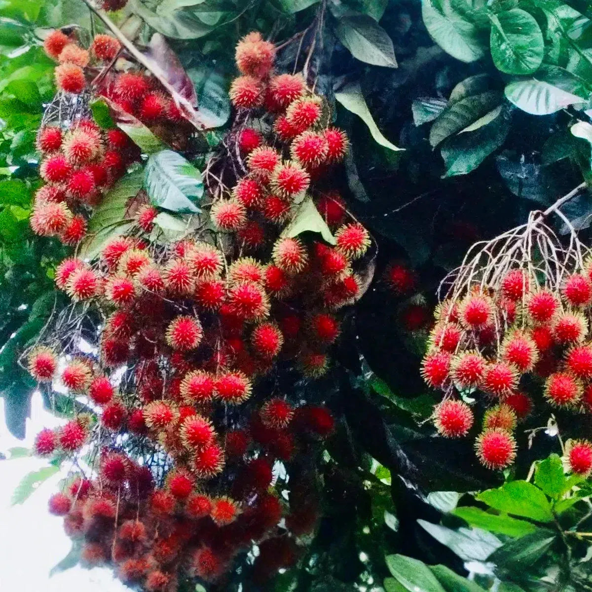 1 Starter Plant Red Rambutan (Nephelium lappaceum) – Exotic Live Fruit Tree 12″-24″ Vibrant