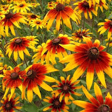 1000 Seeds Daisy Gloriosa, Rudbeckia Hirta, Bright Yellow-Orange Perennial Wildflowers