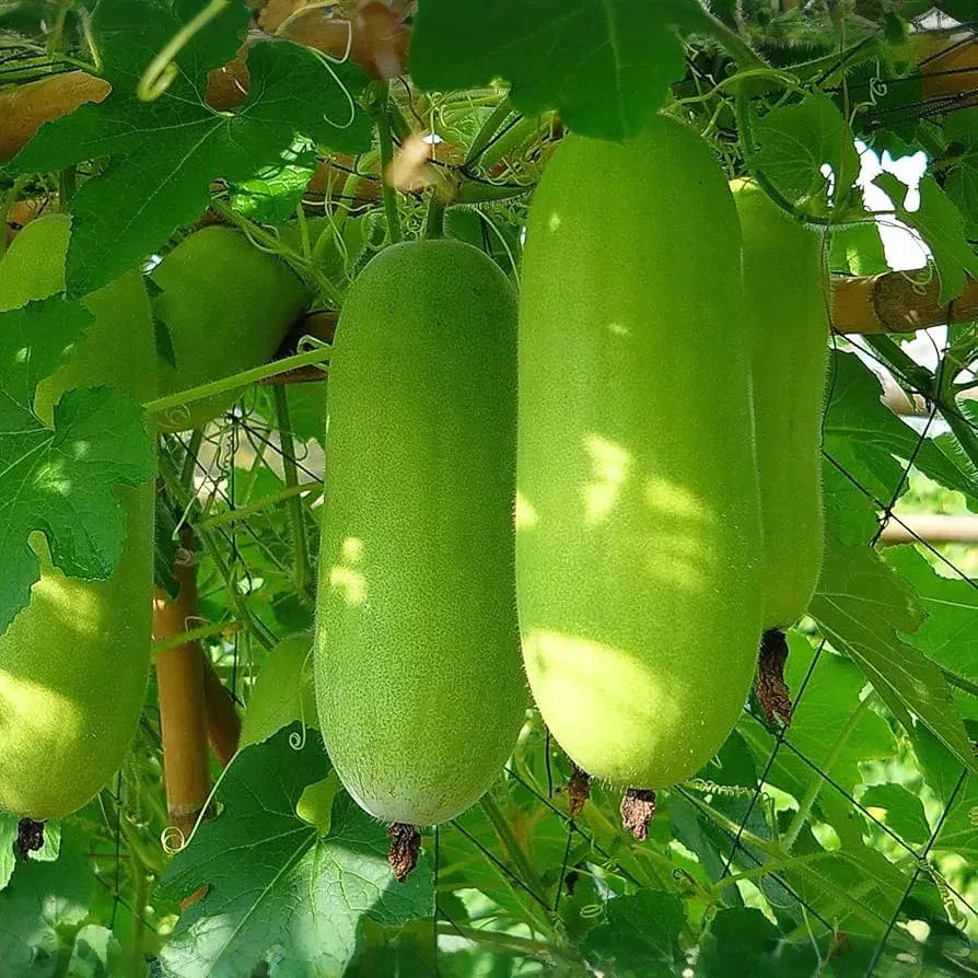 10 Seeds Wax Gourd Wintermelon (Benincasa hispida) – Non-GMO, Heirloom, Edible, Easy to Grow, Perfect for Garden Planting & Fresh Harvests