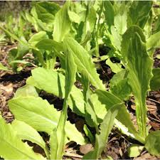 500mg Asparagus Lettuce New Yu Mai Seeds Lactuca sativa for Planting | Heirloom Asian Greens Crisp Stems & Tender Leaves