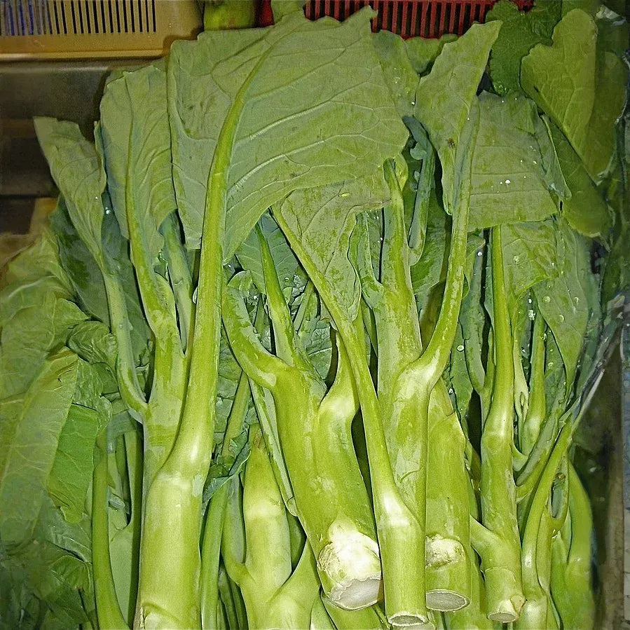 125 Kailaan Chinese Broccoli Seeds - Heirloom Gai Lan - Kai Lan - Asian Greens - Chinese Kale - Fast-Growing Leafy Veg
