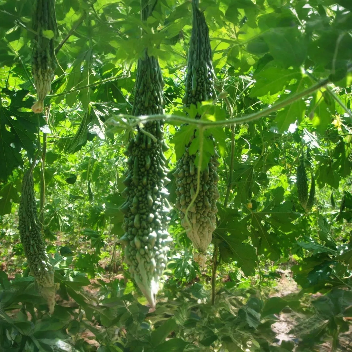 Bitter Gourd Futo Spindle Seeds – 5 Seeds for Planting, High Yield, Vigorous Vine, Heat Tolerant, Garden & Trellis Growing
