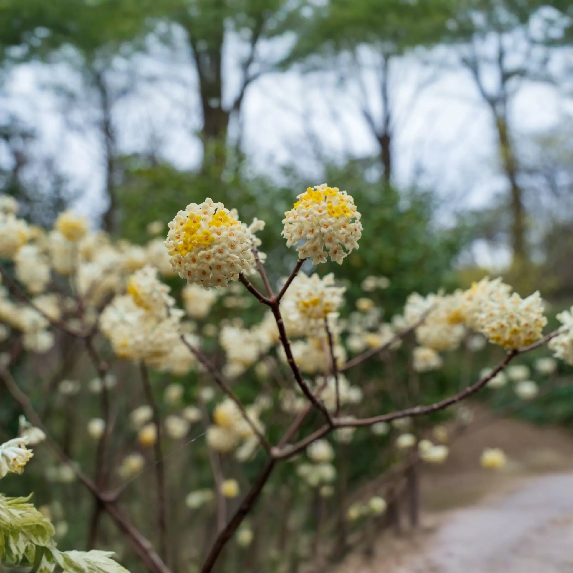 Edgeworthia Winter Gold / Snow Cream Paper Bush | Live Starter Plant | Fragrant Yellow Blooms | Shade Garden Shrub | Zones 7-9