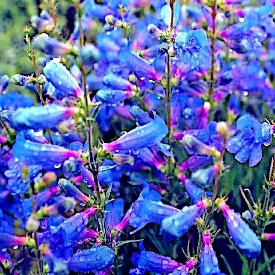 20 Blue Beard Tongue Seeds – Penstemon spectabilis, Hummingbird & Butterfly Magnet