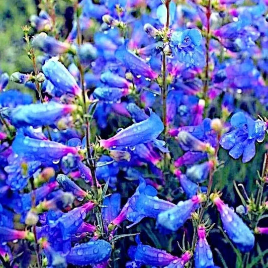 20 Blue Beard Tongue Seeds – Penstemon spectabilis, Hummingbird & Butterfly Magnet