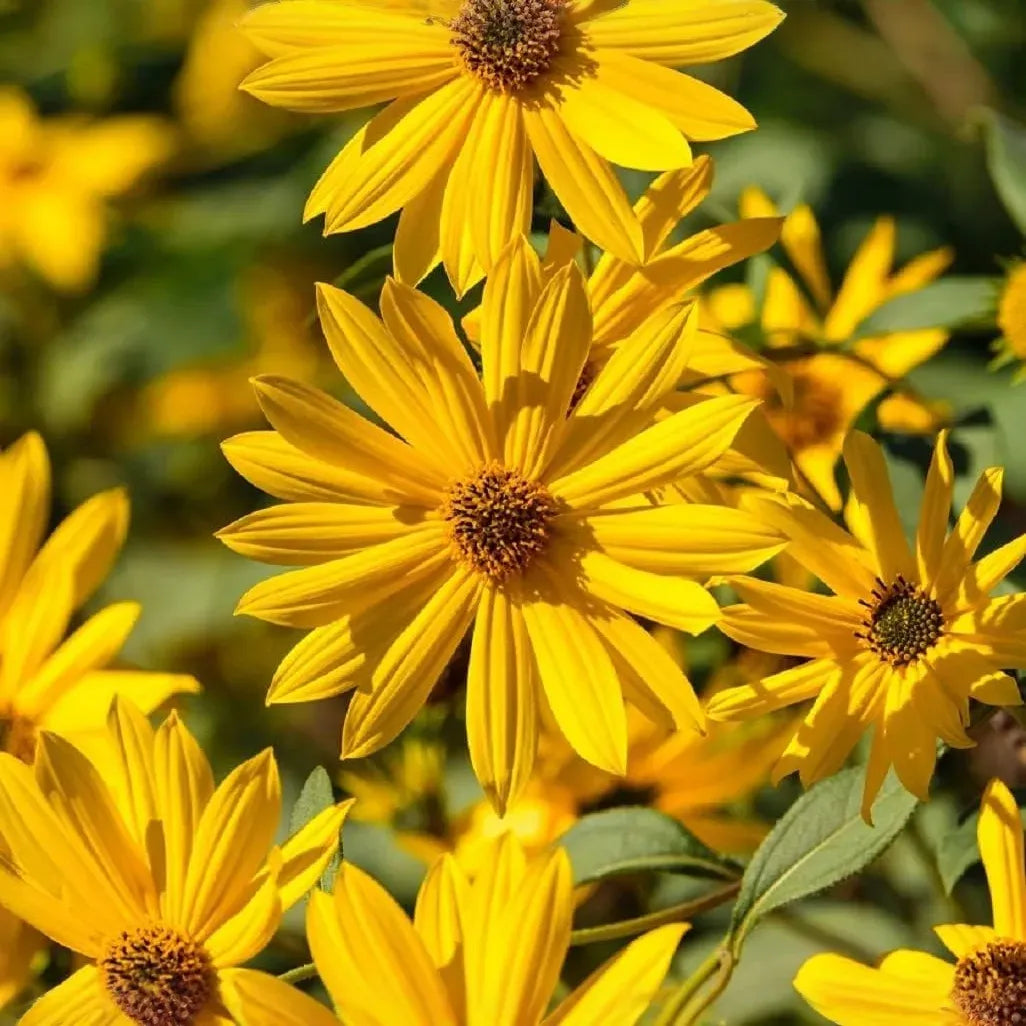 1,000 Maximilian Sunflower Seeds - Non-GMO, , Perennial, Yellow Blooms