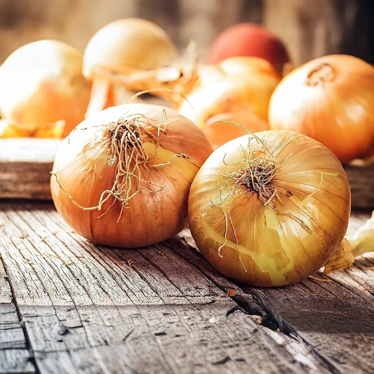 Sweet Spanish Colorado #6 Onion Seeds – 250mg for Planting, Large Mild Bulbs, Heirloom Variety, High Yield, Great for Slicing & Cooking