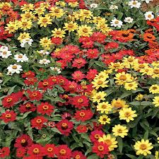 Profusion Mix Zinnia Seeds – 100+ Vibrant Blooms in Orange, Yellow, Coral, Cherry & White – Compact Garden Flower for Beds Bouquets – USA