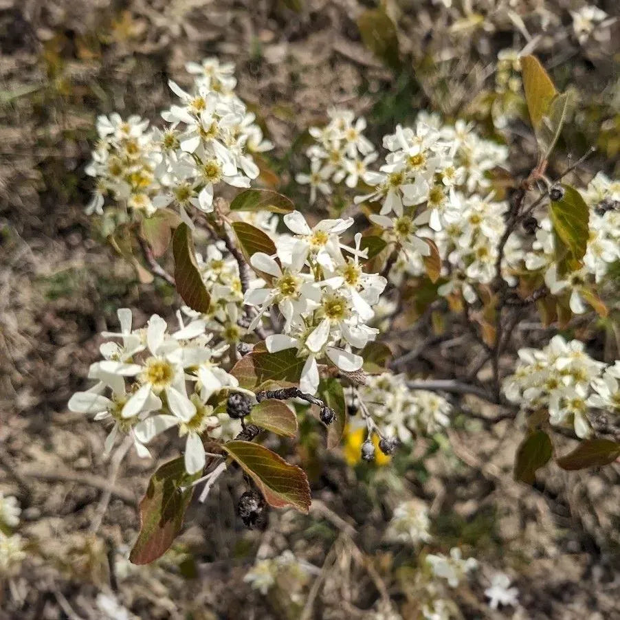 Amelanchier alnifolia Seeds – Saskatoon Shrub Tree – Ornamental Flowering Shrub, White Spring Blooms, Fall Color, Cold Hardy Native