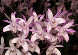 Dendrobium kingianum Orchid | Fragrant Pink Miniature Flower | 5-Inch Bare Root Starter Plant | Easy to Grow for Beginners