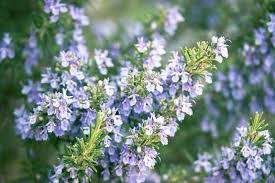 25 Seeds Rosemary (Salvia rosmarinus) – Aromatic Herb for Culinary and Ornamental Gardens