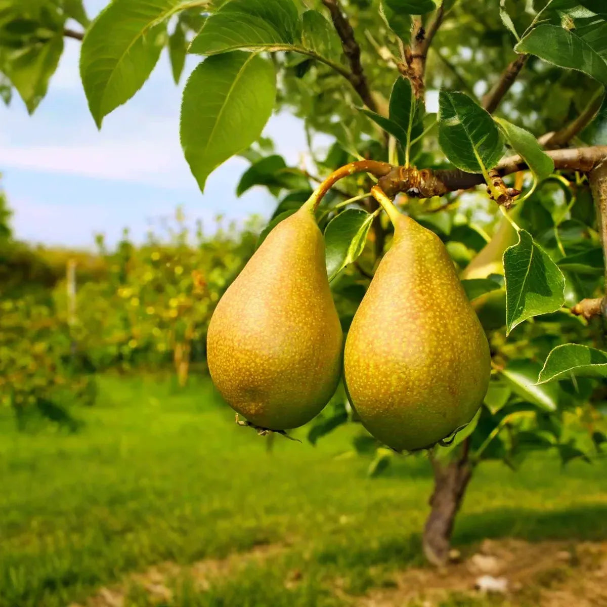 10 Bartlett Pear Tree Seeds (Pyrus communis) | Sweet Edible Pears | Grow Your Own Delicious Pear Tree, Perfect for Fruit Gardens & Orchards
