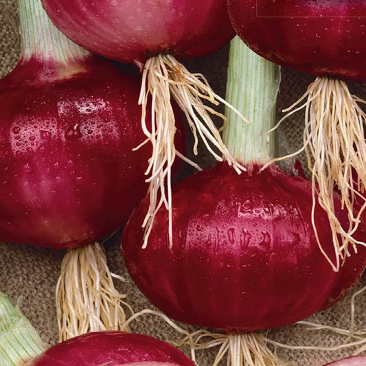 Southport Red Globe Onion Seeds – 250mg for Planting, Heirloom Variety, Mild Flavor, Red Skin, Great for Slicing, Cooking & Storage