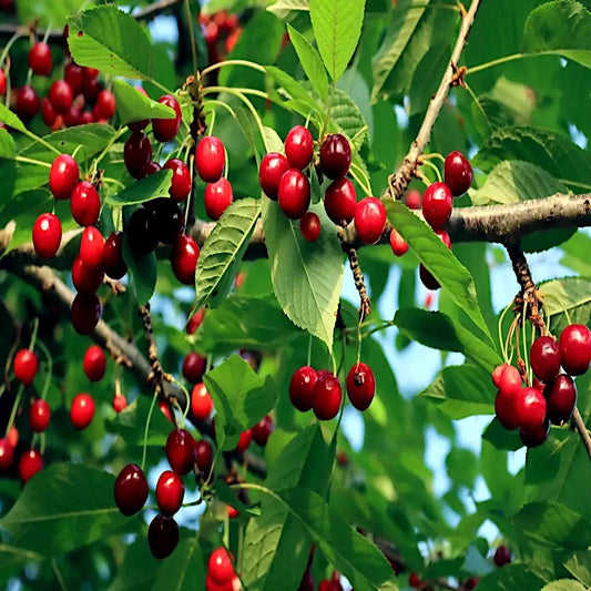 5 Sweet Mazzard Cherry Tree Seeds (Prunus avium) – Edible Hardy Fruit Tree, Fast-Growing
